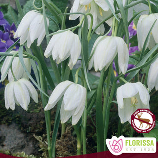 Fritillaria meleagris ‘Alba’