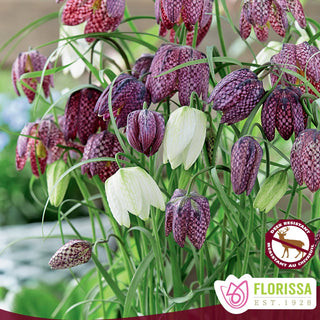 Fritillaria meleagris