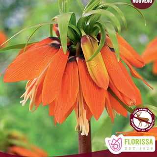 Fritillaria ‘Orange Beauty’