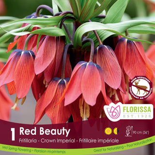 Fritillaria ‘Red Beauty’