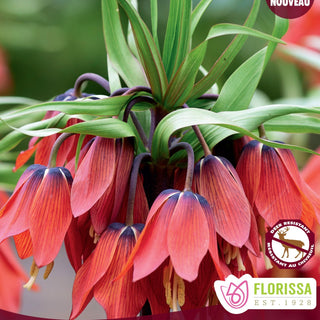 Fritillaria ‘Red Beauty’