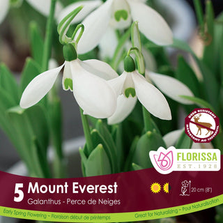 Galanthus ‘Mount Everest’