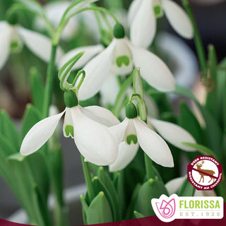 Galanthus ‘Mount Everest’