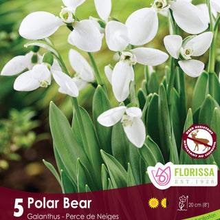 Galanthus Polar Bear