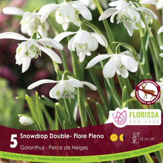 Galanthus ‘Flore Pleno’