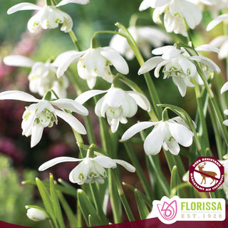 Galanthus ‘Flore Pleno’