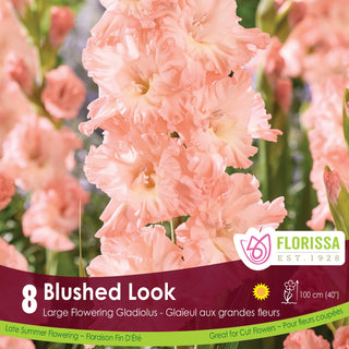 Gladiolus ‘Blushed Look’