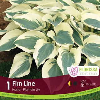 Hosta ‘Firn Line’