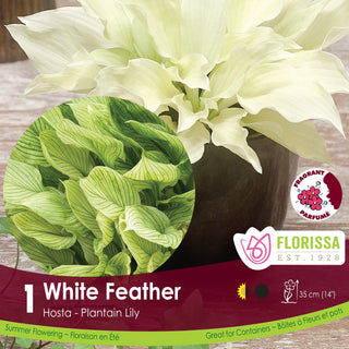 Hosta ‘White Feather’