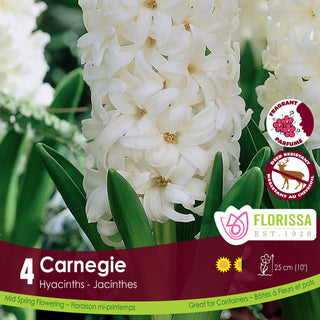 Hyacinth ‘Carnegie’