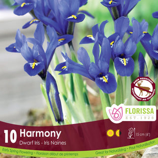 Iris ‘Harmony’