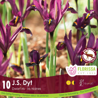 Iris ‘J.S. Dyt’