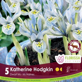 Iris ‘Katherine Hodgkin’