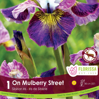 Iris sibirica ‘On Mulberry Street’