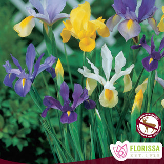 Iris ‘Spring Mix’