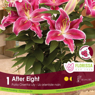 Florissa After Eight patio oriental lily packaging with pink flowers and green leaves.