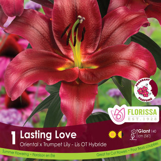 Lily ‘Lasting Love’