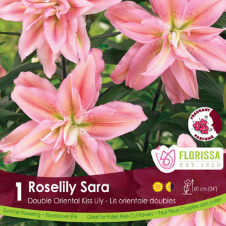 Lily ‘Roselily Sara'