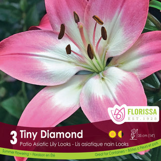 Florissa Tiny Diamond Asiatic Lily seed packet with pink flower illustration