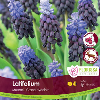 Muscari latifolium