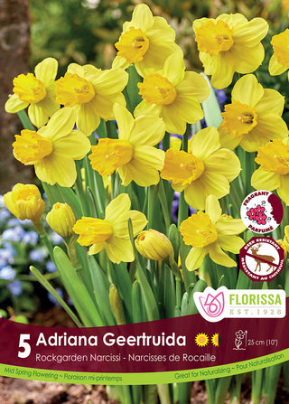 Narcissus ‘Adriana Geertruida’