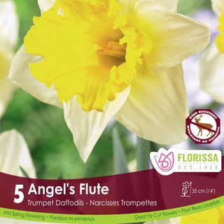 Narcissus ‘Angel’s Flute’