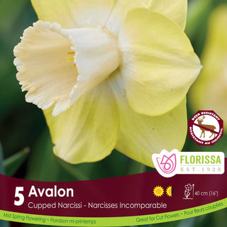 Narcissus Avalon
