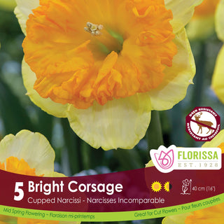 Narcissus Bright Corsage