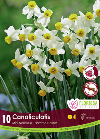 Narcissus canaliculatus