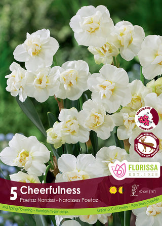 Narcissus ‘Cheerfulness’