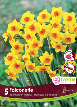 Narcissus ‘Falconette’