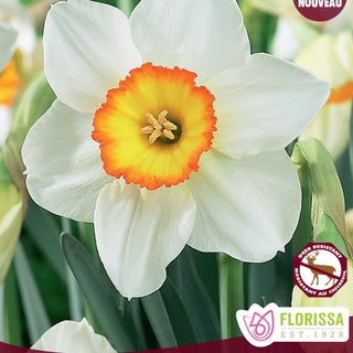 Narcissus ‘Flower Record’ 