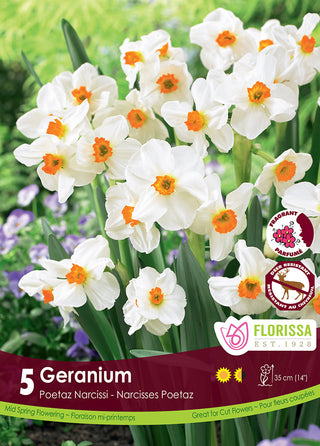 Narcissus ‘Geranium’