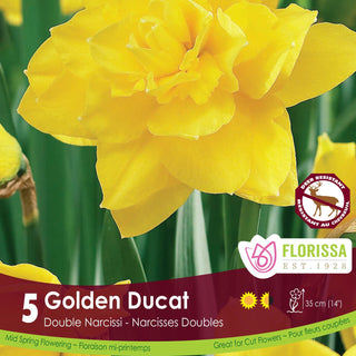 Narcissus ‘Golden Ducat’