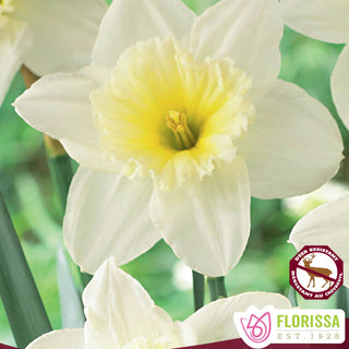 Narcissus 'Ice Follies'