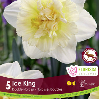 Narcissus Ice King