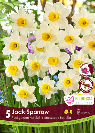 Narcissus ‘Jack Sparrow’