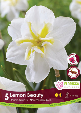 Narcissus ‘Lemon Beauty’
