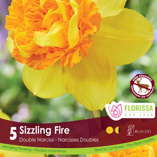Narcissus Sizzling Fire