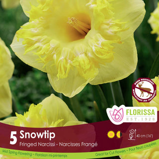 Narcissus ‘Snowtip’