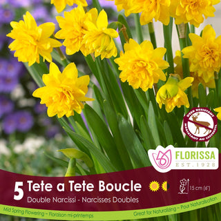 Narcissus ‘Tete a Tete Boucle’