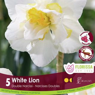 Narcissus ‘White Lion’