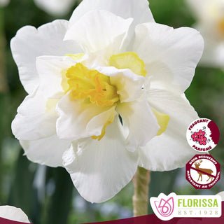 Narcissus ‘White Lion’