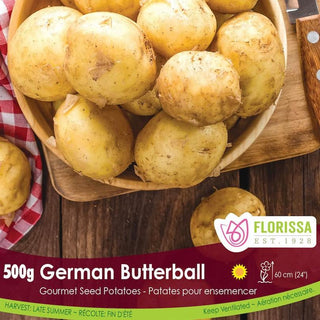 Potato ‘German Butterball’