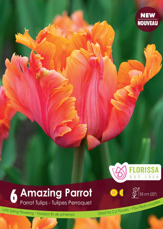 Tulip ‘Amazing Parrot’