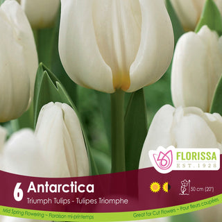 Tulip 'Antarctica'