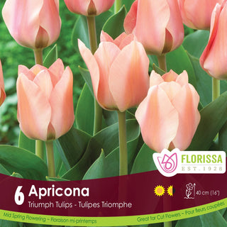 Tulip 'Apricona'