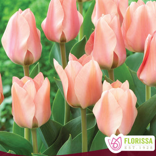Tulip 'Apricona'