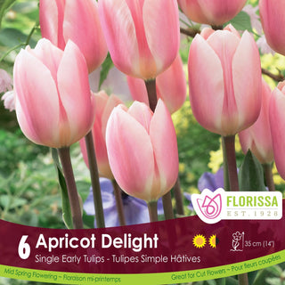 Tulip 'Apricot Delight'