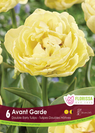 Tulip 'Avant Garde'